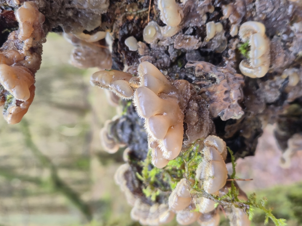 Auricularia mesenterica · February 2026 · photo: © eregixn (iNaturalist, cc-by)
