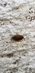 Oenopiella