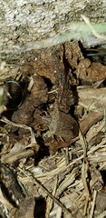 Oenopiella