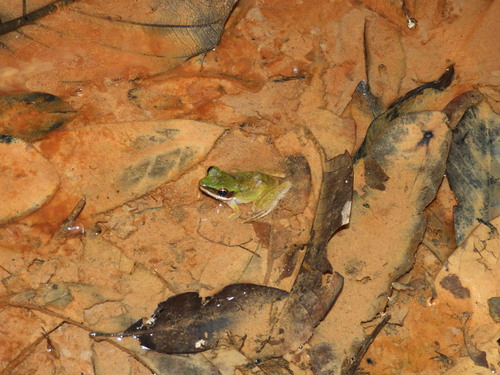 Chalcorana parvaccola