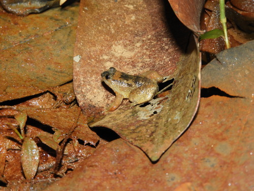 Occidozyga sumatrana