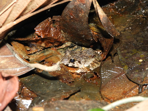 Limnonectes malesianus