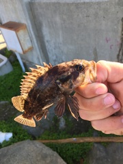 Sebastes rastrelliger