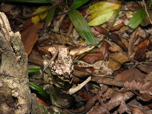 Eutropis rugifera