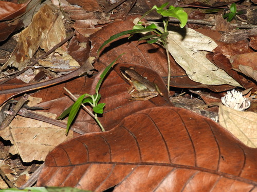 Bijurana nicobariensis