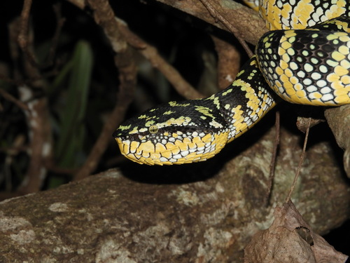 Tropidolaemus wagleri