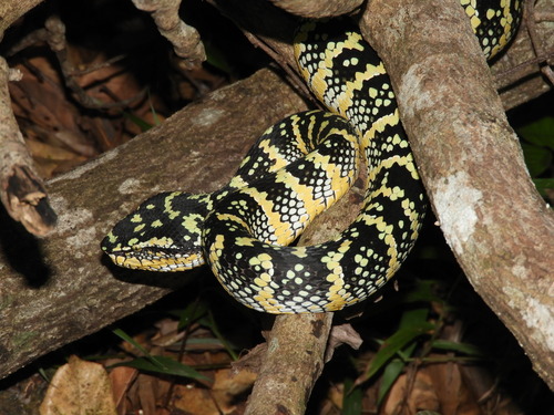 Tropidolaemus wagleri