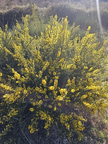 Avistamiento Ulex parviflorus