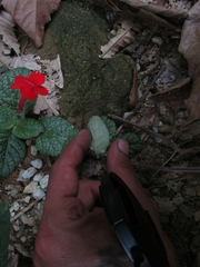 Episcia