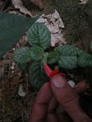 Episcia