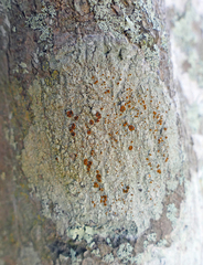 Brigantiaea leucoxantha