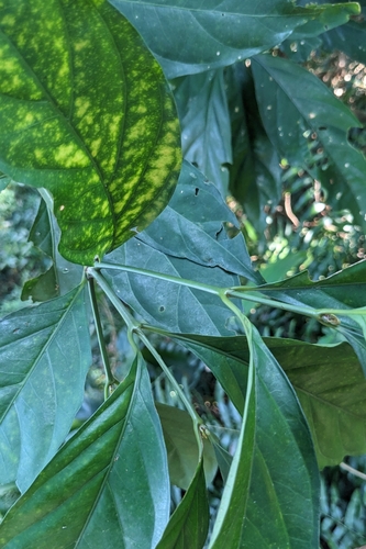 Aidia canthioides observed 2026-02-22