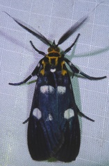 Vitessa teleroma