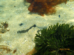Trygonoptera imitata