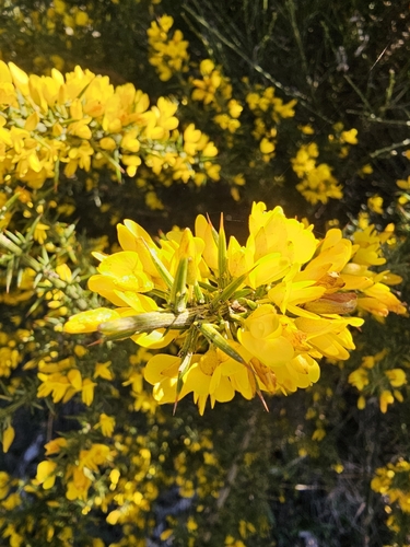 Avistamiento Ulex parviflorus