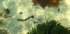 Trygonoptera imitata