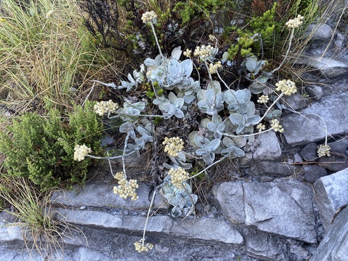 Grand Everlasting (Helichrysum grandiflorum)