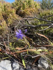 Agapanthus africanus, photograph (c) migsgreenworld, some rights reserved (CC BY)