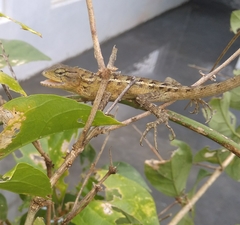 Calotes versicolor
