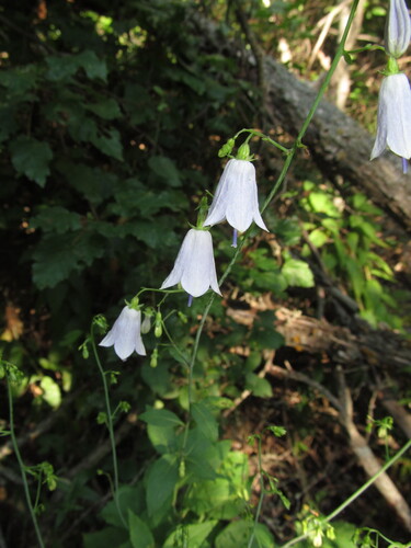 Lilyleaf Ladybells (Adenophora liliifolia)