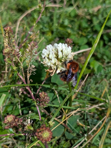 Photo of Andean Red Bumble Bee (Bombus rubicundus)