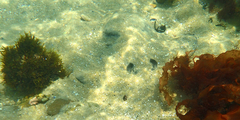 Trygonoptera imitata