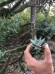 Araucaria araucana