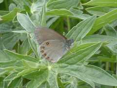 Coenonympha haydenii