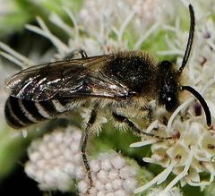Colletes simulans armatus