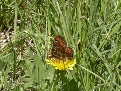 Euphydryas gillettii