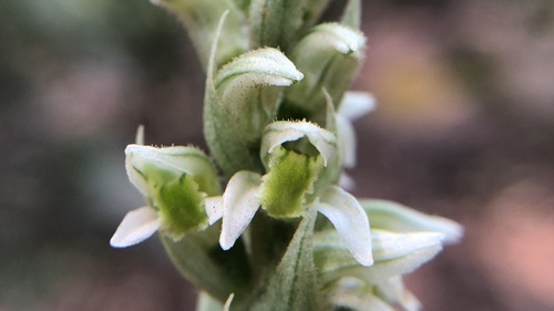 Brachystele unilateralis