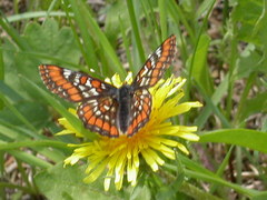 Euphydryas gillettii