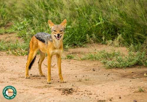 Black-backed Jackal