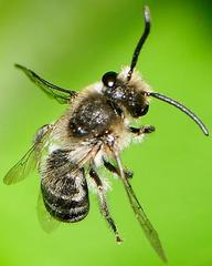 Colletes simulans armatus