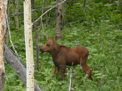 Moose photographed in Wyoming