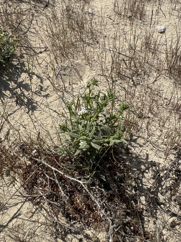 آفتاب پرست ساحلی (Heliotropium bacciferum)