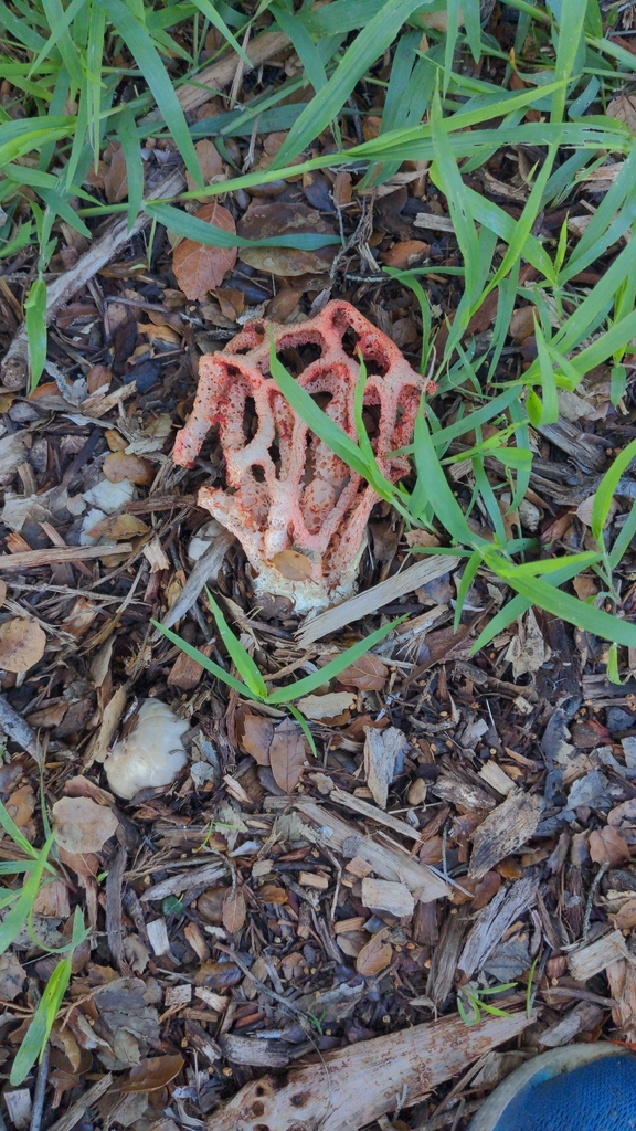 Clathrus ruber · February 2026 · photo: © georgewilliams1 (iNaturalist, cc0)