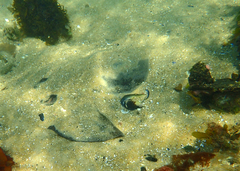 Trygonoptera imitata