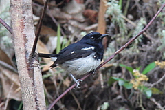 Copsychus albospecularis