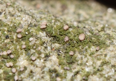 Bacidina delicata