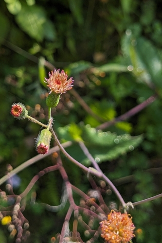 Emilia praetermissa (Emilia praetermissa)