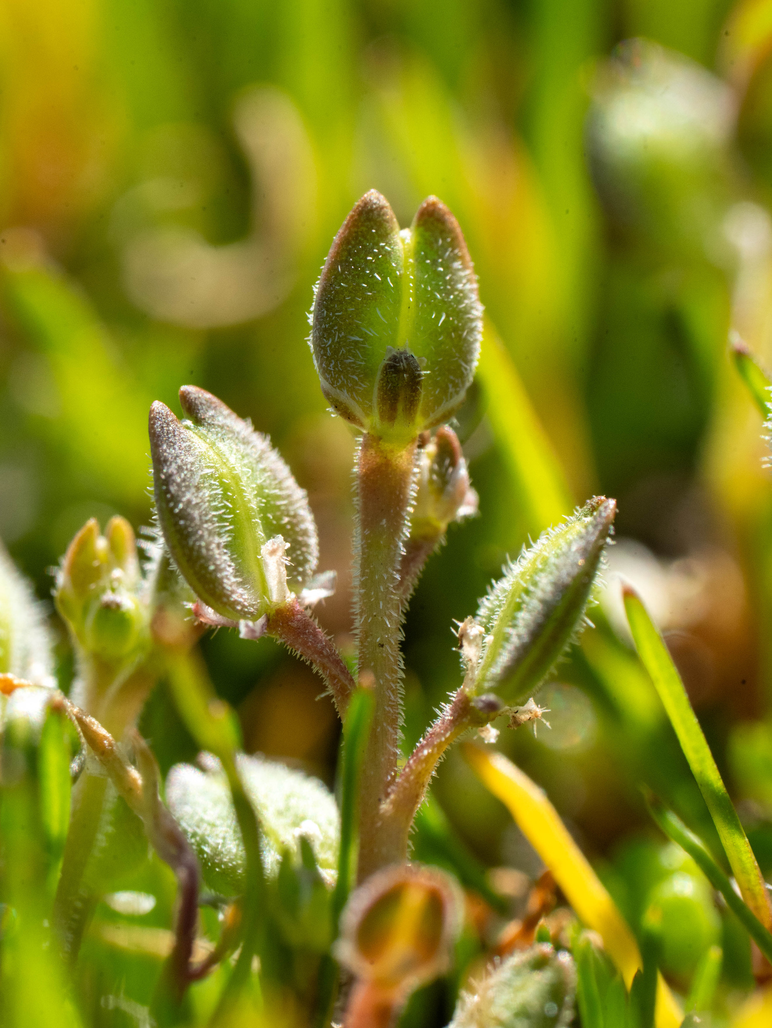 Lepidium dictyotum