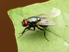 Eudasyphora