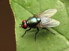 Eudasyphora