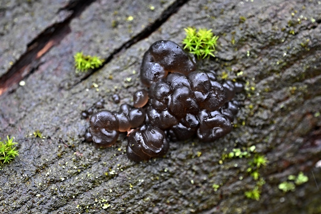 Exidia nigricans · February 2026 · photo: © petr286 (iNaturalist, cc-by)