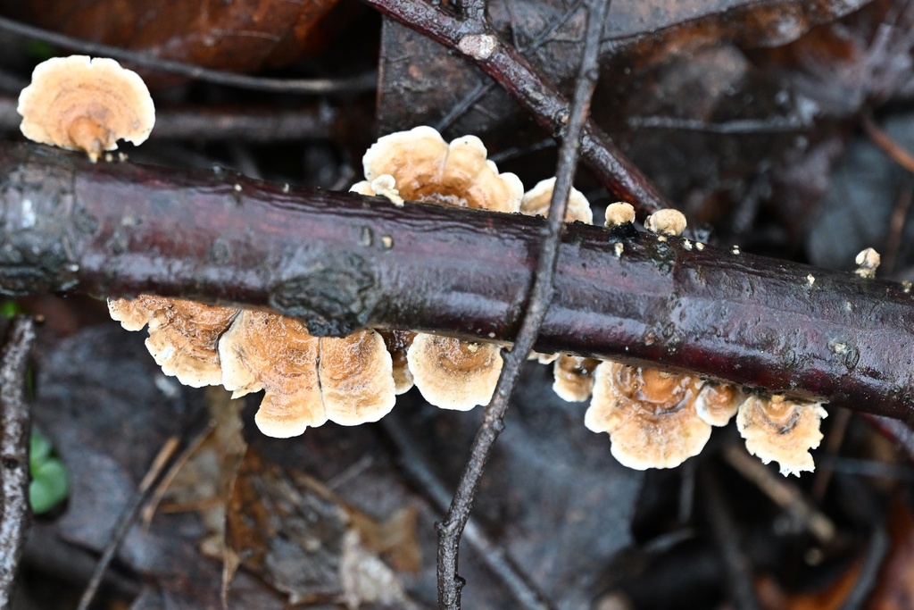 Plicatura crispa · February 2026 · photo: © petr286 (iNaturalist, cc-by)