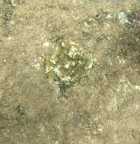 Cyphastrea ocellina observed 2025-12-30