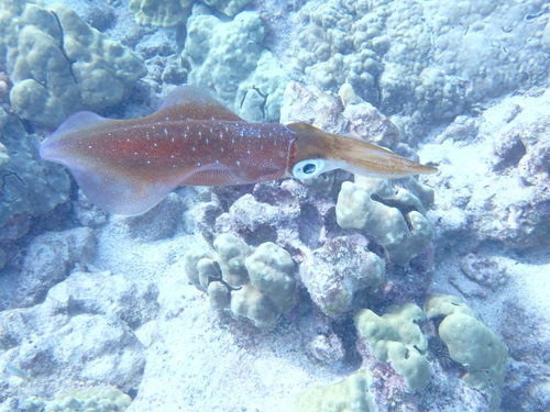 Sepioteuthis lessoniana observed 2026-02-14