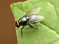 Eudasyphora