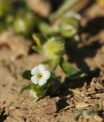 Plagiobothrys acanthocarpus